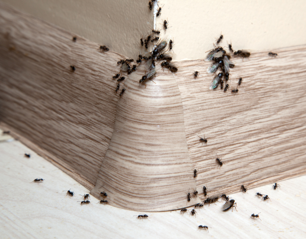 Waukesha, WI Ant Exterminators 