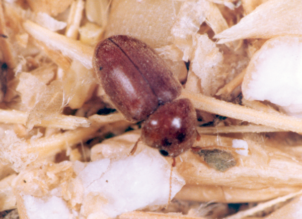Cigarette beetle extermination