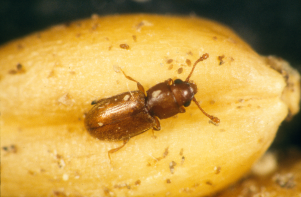 Foreign grain beetle extermination near Milwaukee, WI