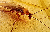 Cockroach Exterminators Milwaukee, Racine, Kenosha