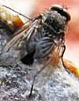 Fly Infestation Food Processing Plant Milwaukee