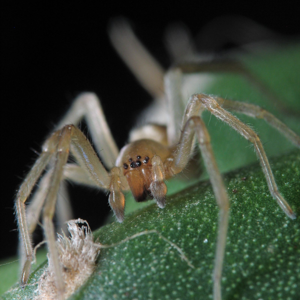 Ground spider extermination near Milwaukee