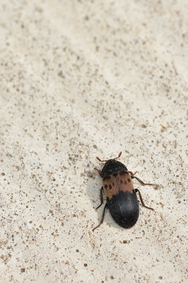 Larder beetle extermination in Milwaukee, WI 