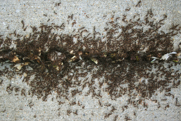Pavement ant extermination in Milwaukee, WI