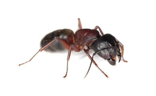 Carpenter ant extermination in Milwaukee, WI