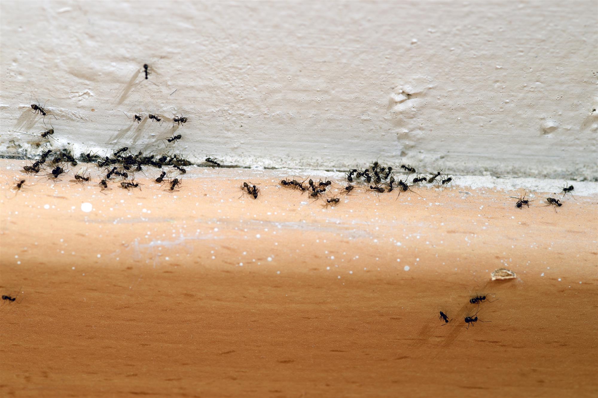 Franklin, WI Ant Exterminators