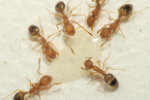 Pharaoh ant extermination in Milwaukee, WI
