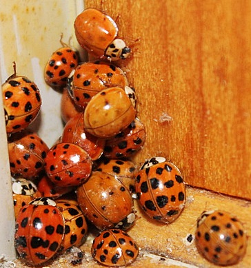 Asian Lady Beetle infestation removal