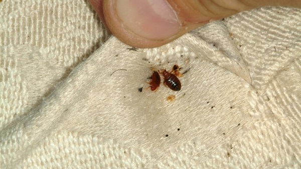 bed bug exterminator service
