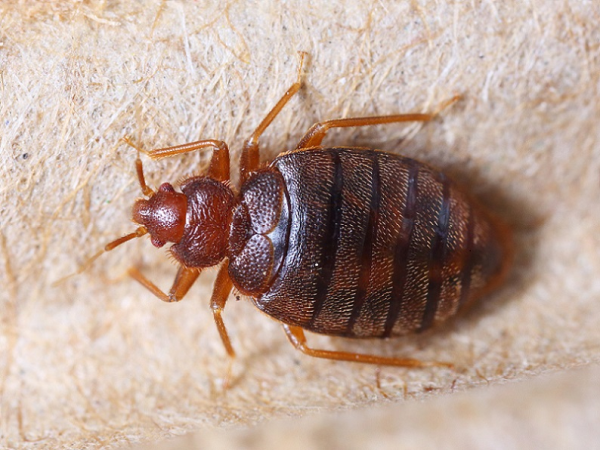 Bed Bug Extermination Milwaukee