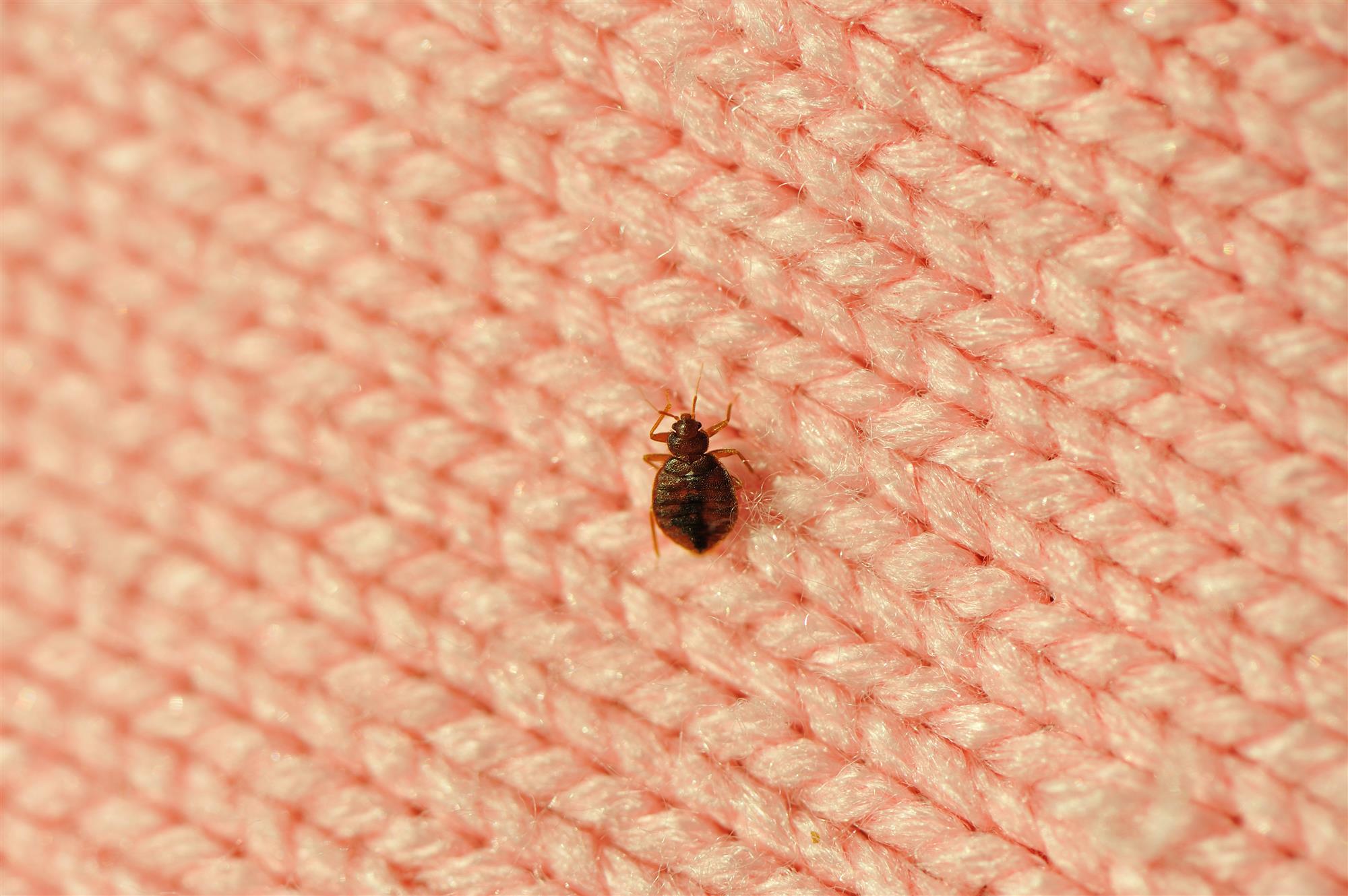 Wauwatosa, WI Bed Bug Exterminators