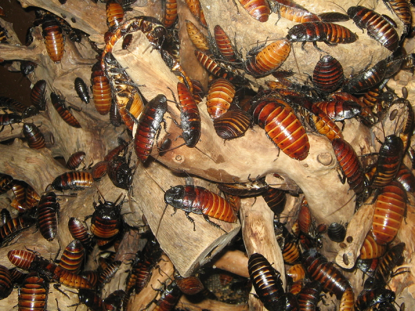 Cockroach exterminators