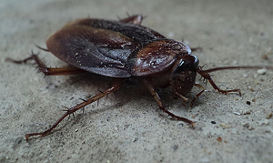 effective cockroach removal service for homes and businesses