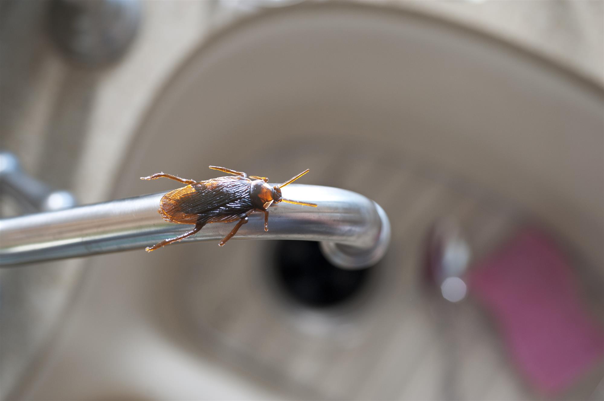 Cockroach Exterminator in Franklin, WI