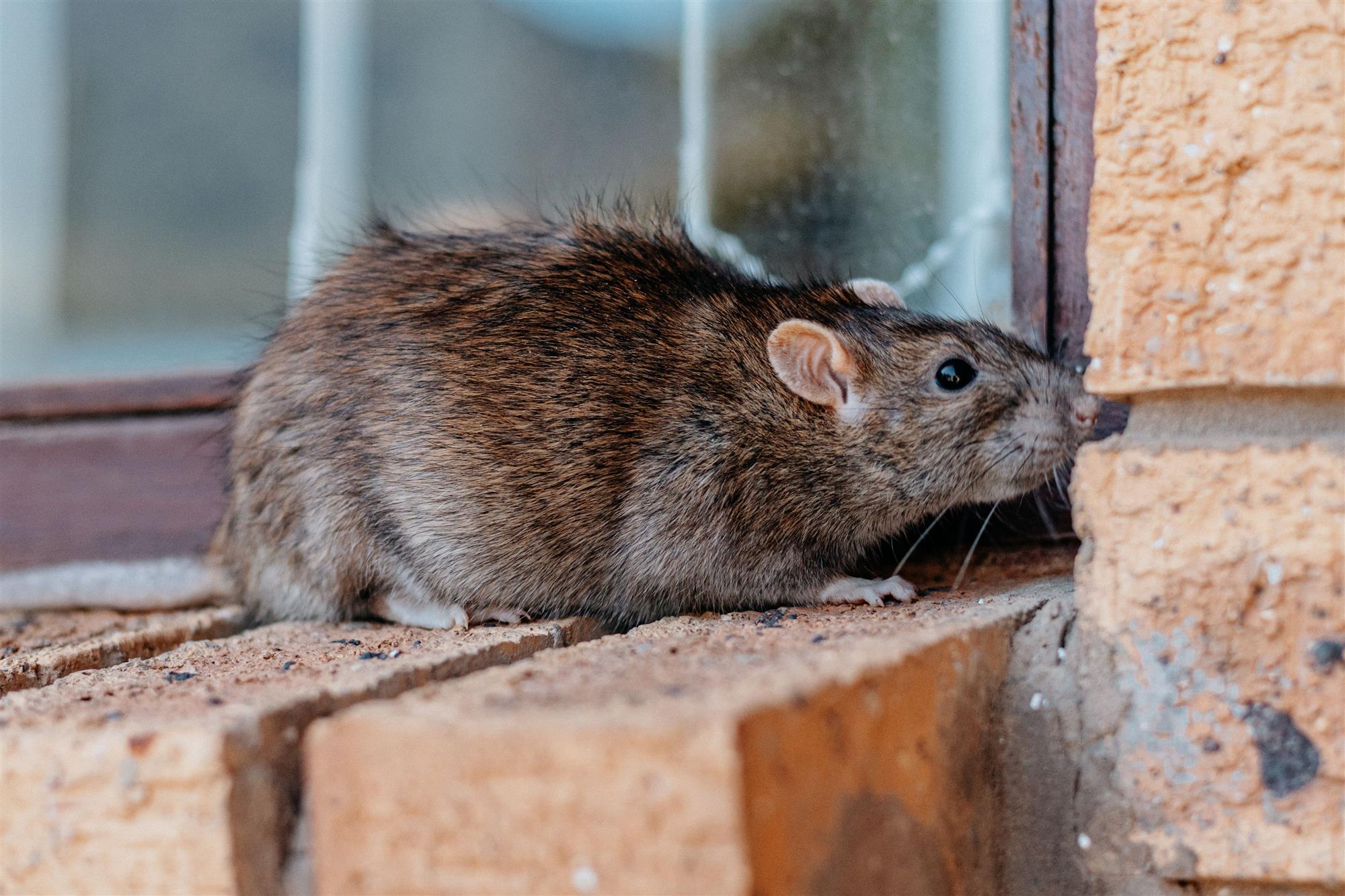 Franklin Norway Rat Exterminators