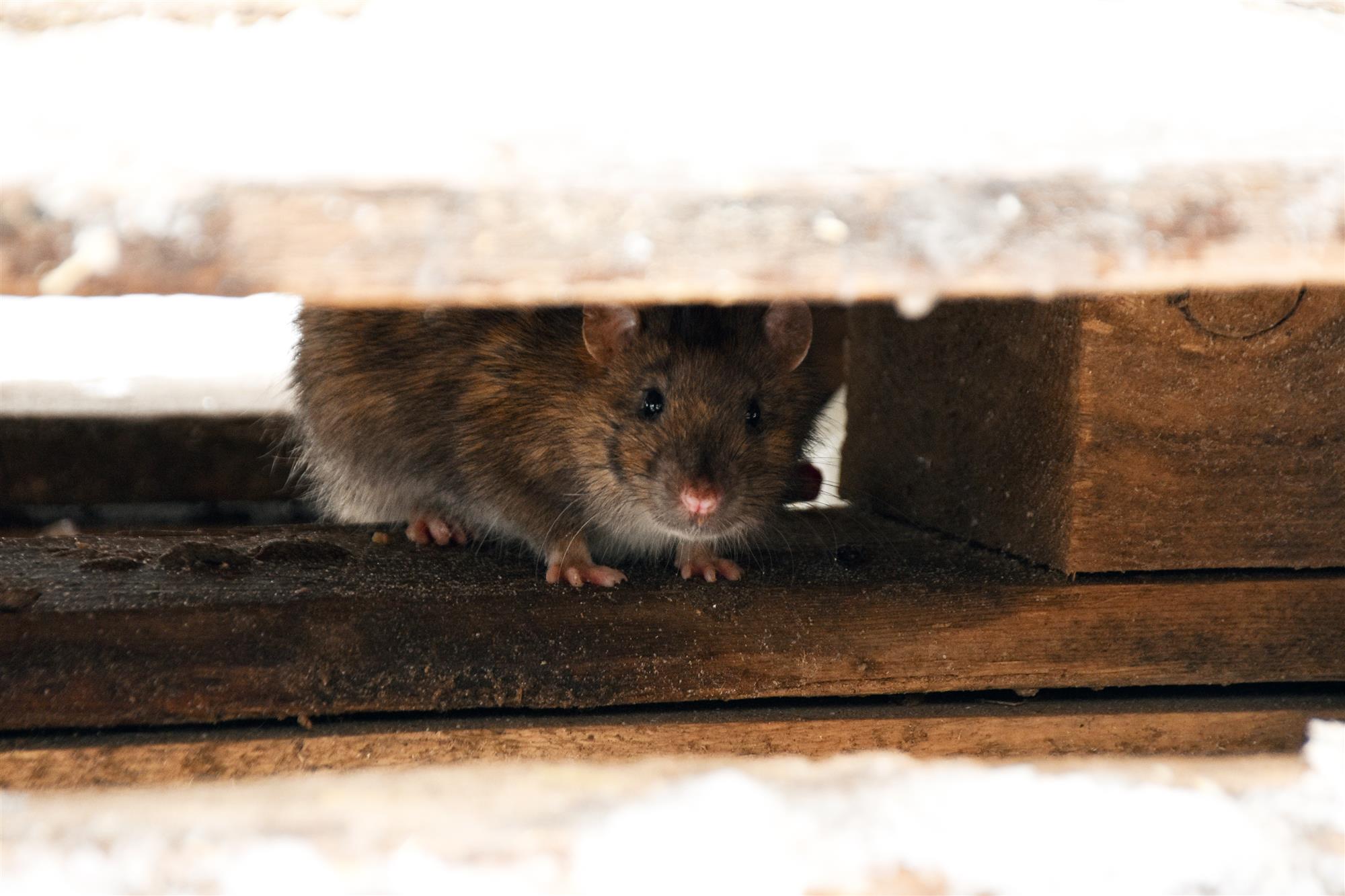 Rodent Exterminators in Racine, WI