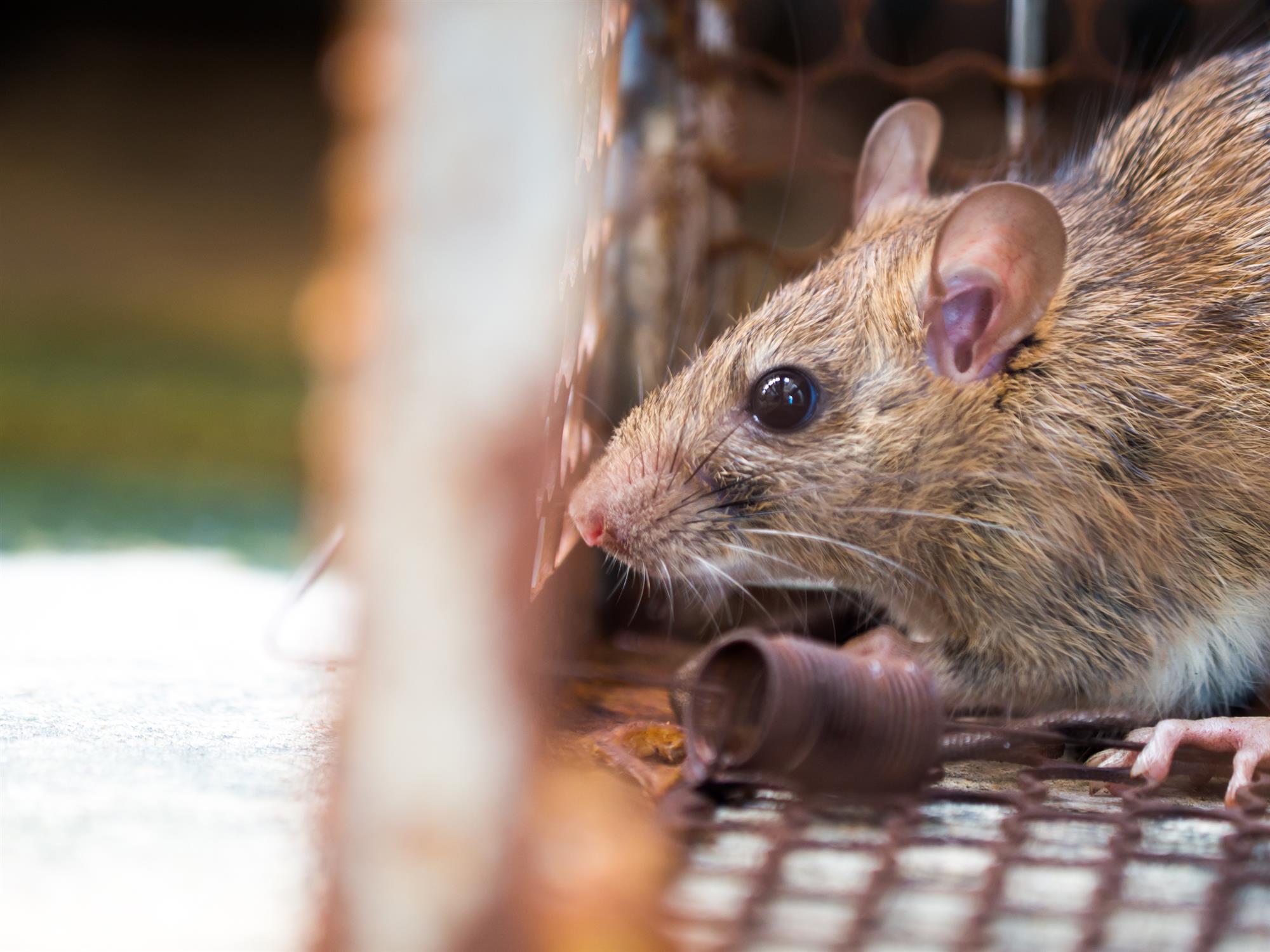 Rodent Exterminators in Wauwatosa, WI