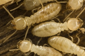 Termite infestation removal service