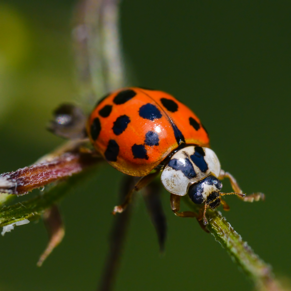 Pest control services including Asian lady beetle removal
