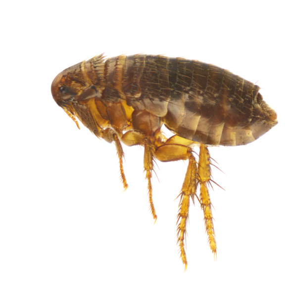 pet-friendly flea pest control