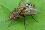 Cluster fly extermination near Milwaukee, WI 
