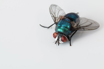 Fly Extermination Racine 