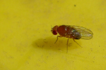 Fruit fly extermination near Milwaukee, WI