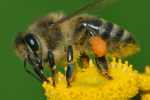 Honeybee removal in Milwaukee, WI