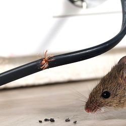 Signs you may have a rodent infestation