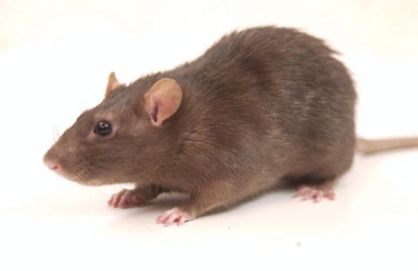 Norway rat extermination near Milwaukee, Wi 