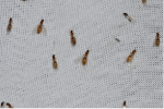 Thief ant extermination near Milwaukee, WI 