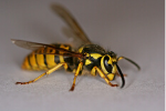 Yellow jacket removal in Milwaukee, WI