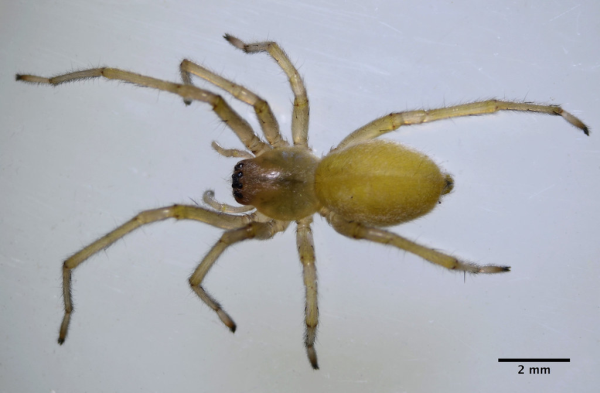 Yellow sac spider extermination