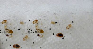 Signs you may have a bed bug infestation